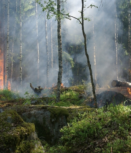 Obligations légales de débroussaillement : l'information des acquéreurs et des locataires de biens devient obligatoire en 2025